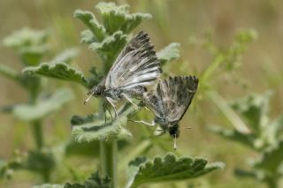 �ark Z�pz�p�&nbsp;(Carcharodus&nbsp;orientalis)