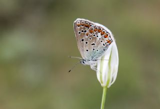 okgzl Mavi (Polyommatus icarus)