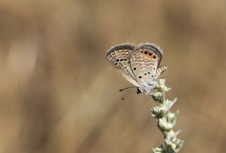 Mcevher Kelebei (Chilades trochylus)