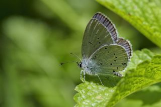 Fransz Everesi (Cupido alcetas)