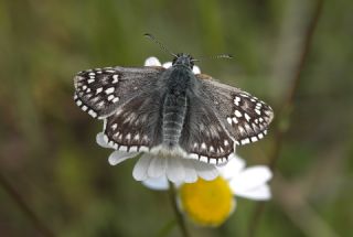 Sarbandl Zpzp (Pyrgus sidae)