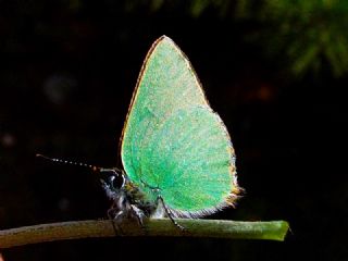 Zmrt (Callophrys rubi)