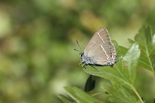 Gzel Sevbeni (Satyrium spini)