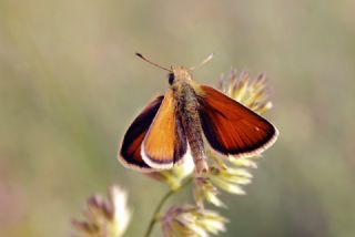 Siyah Antenli Zpzp (Thymelicus lineolus)