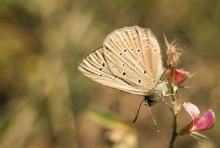 Anormal okgzl (Polyommatus admetus)