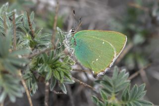 Zmrt (Callophrys rubi)