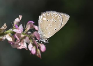 Anormal okgzl (Polyommatus admetus)