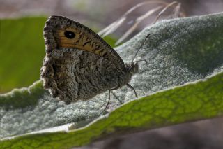 Seyit (Arethusana arethusa)