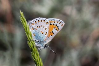 Anadolu Gelincii (Tomares nogelii)