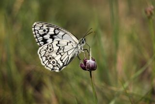 Anadolu Melikesi (Melanargia larissa)