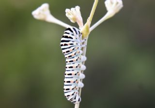 Krlangkuyruk (Papilio machaon)