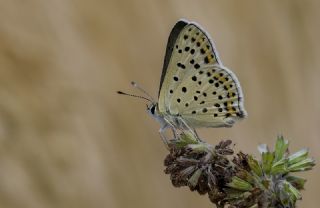 sli Bakr Gzeli (Lycaena tityrus)