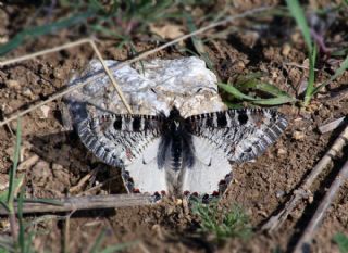 Yalanc Apollo (Archon apollinus)