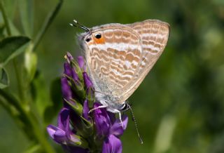 Lampides (Lampides boeticus)