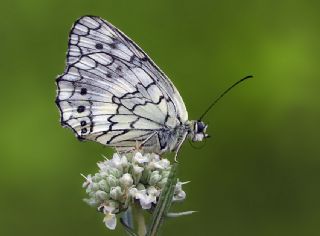 Anadolu Melikesi (Melanargia larissa)