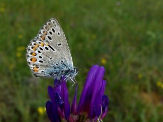 okgzl Mavi (Polyommatus icarus)