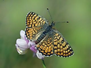 parhan (Melitaea cinxia)