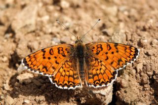 Benekli Byk parhan (Melitaea phoebe)