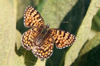 Benekli Byk parhan (Melitaea phoebe)