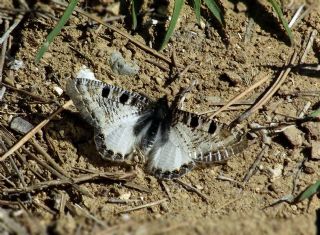 Yalanc Apollo (Archon apollinus)