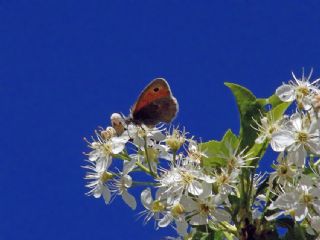 Kk Zpzp Perisi (Coenonympha pamphilus)