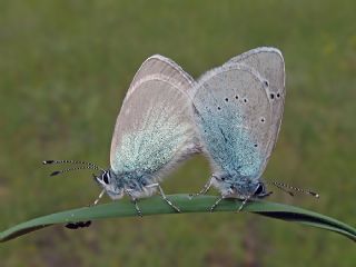 Karagz Mavisi (Glaucopsyche alexis)