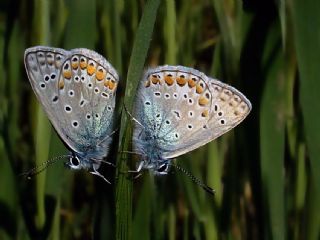 okgzl Mavi (Polyommatus icarus)