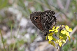 Uygur Gzelesmeri (Proterebia afra)