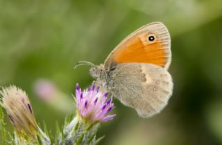 Kk Zpzp Perisi (Coenonympha pamphilus)