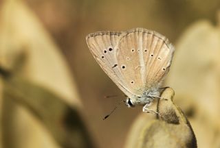 okgzl Anadolu Beyaz (Polyommatus menalcas)