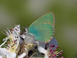 Zmrt (Callophrys rubi)