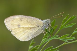 Kk Beyazmelek (Pieris rapae)