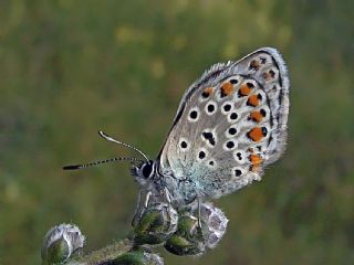 Anadolu Esmergz (Plebejus modicus)