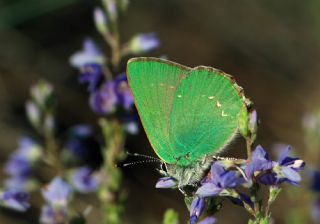 Zmrt (Callophrys rubi)