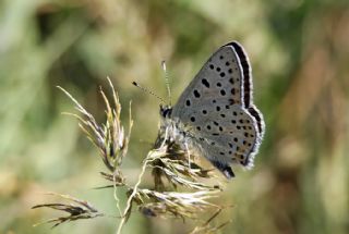 sli Bakr Gzeli (Lycaena tityrus)