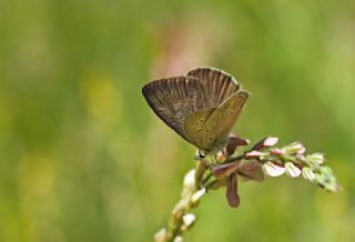 Anormal okgzl (Polyommatus admetus)