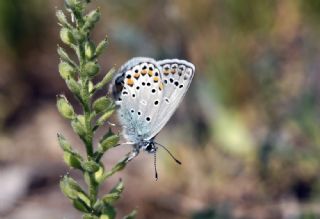 Anadolu Esmergz (Plebejus modicus)