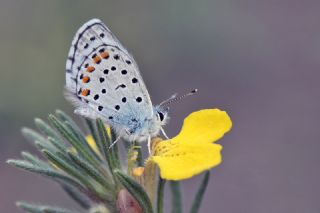 Himalaya Mavisi (Pseudophilotes vicrama)