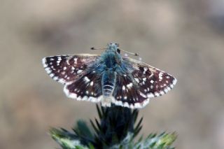 Kzl Zpzp (Spialia orbifer)