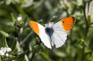 Turuncu Ssl (Anthocharis cardamines)