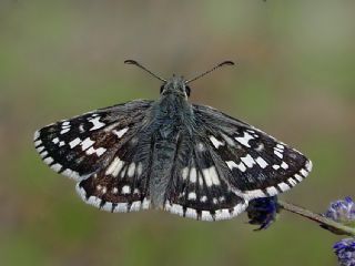 Gzel Zpzp (Pyrgus cinarae)