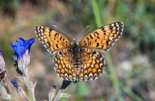 Benekli Byk parhan (Melitaea phoebe)