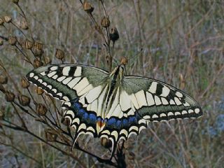 Krlangkuyruk (Papilio machaon)