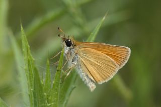 Siyah Antenli Zpzp (Thymelicus lineolus)