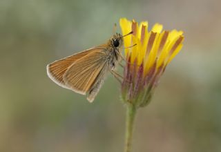 Sar Antenli Zpzp (Thymelicus sylvestris)