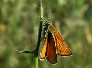 Siyah Antenli Zpzp (Thymelicus lineolus)
