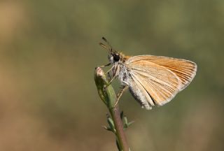 Sar Antenli Zpzp (Thymelicus sylvestris)