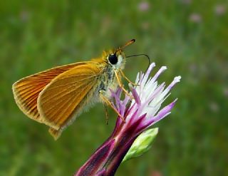 Siyah Antenli Zpzp (Thymelicus lineolus)