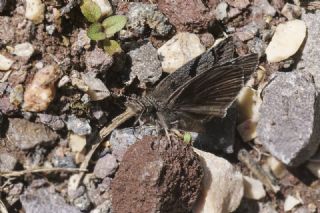Kara Z�pz�p&nbsp;(Erynnis&nbsp;marloyi)