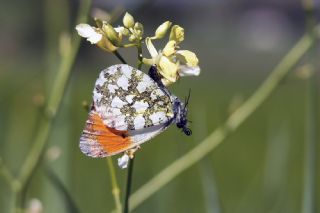 Turuncu Ssl (Anthocharis cardamines)